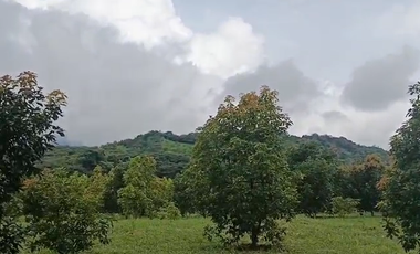 Finca Productiva de 71 Fanegadas – Autosuficiencia Total y Alta Rentabilidad