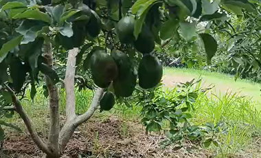 Finca Productiva de 71 Fanegadas – Autosuficiencia Total y Alta Rentabilidad