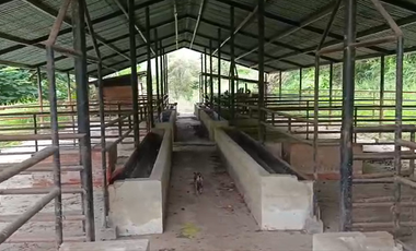 Finca Productiva de 71 Fanegadas – Autosuficiencia Total y Alta Rentabilidad