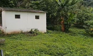 Finca Productiva de 71 Fanegadas – Autosuficiencia Total y Alta Rentabilidad