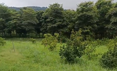 Finca Productiva de 71 Fanegadas – Autosuficiencia Total y Alta Rentabilidad