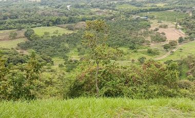 Finca Productiva de 71 Fanegadas – Autosuficiencia Total y Alta Rentabilidad