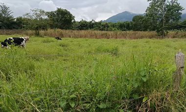 Finca Productiva de 71 Fanegadas – Autosuficiencia Total y Alta Rentabilidad