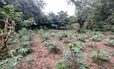 Hermoso terreno en venta, en Mindo, a 800 metros de la vía principal que baja al pueblo