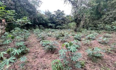 Hermoso terreno en venta, en Mindo, a 800 metros de la vía principal que baja al pueblo