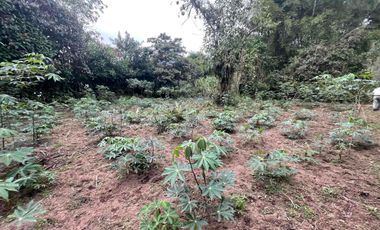 Hermoso terreno en venta, en Mindo, a 800 metros de la vía principal que baja al pueblo