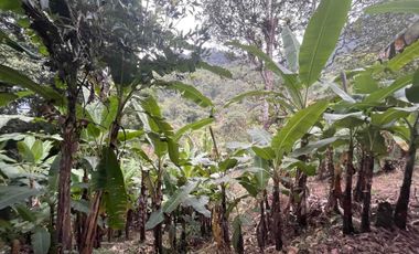 Hermoso terreno en venta, en Mindo, a 800 metros de la vía principal que baja al pueblo
