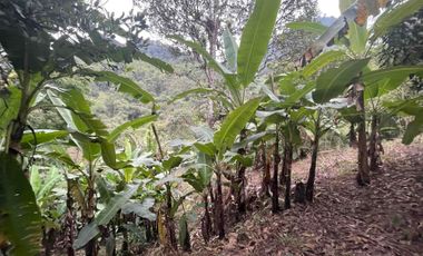 Hermoso terreno en venta, en Mindo, a 800 metros de la vía principal que baja al pueblo