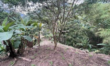 Hermoso terreno en venta, en Mindo, a 800 metros de la vía principal que baja al pueblo