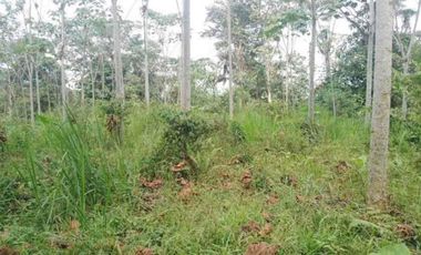 4,25 hectáreas en venta, muy cerca de San Miguel de Los Bancos