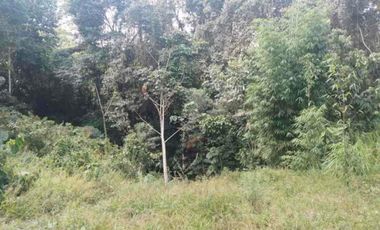 4,25 hectáreas en venta, muy cerca de San Miguel de Los Bancos