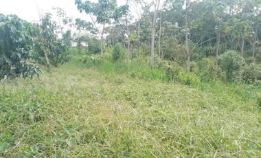 4,25 hectáreas en venta, muy cerca de San Miguel de Los Bancos