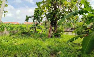 termurah!! bumbak umalas kerobokan!! 38 are view sawah