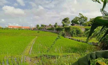 termurah!! bumbak umalas kerobokan!! 38 are view sawah
