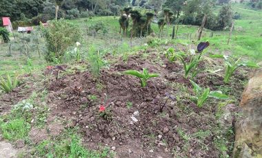 VENDO FINCA EN SAN ANTONIO DE TEQUENDAMA - LA VICTORIA