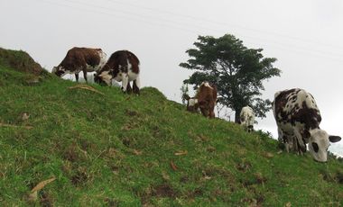 VENDO FINCA EN SAN ANTONIO DE TEQUENDAMA - LA VICTORIA
