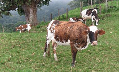 VENDO FINCA EN SAN ANTONIO DE TEQUENDAMA - LA VICTORIA