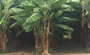 HACIENDA-PENINSULA DE SANTA ELENA LAS BALSAS
