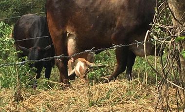 HACIENDA-PENINSULA DE SANTA ELENA LAS BALSAS