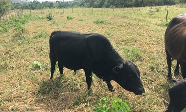 HACIENDA-PENINSULA DE SANTA ELENA LAS BALSAS