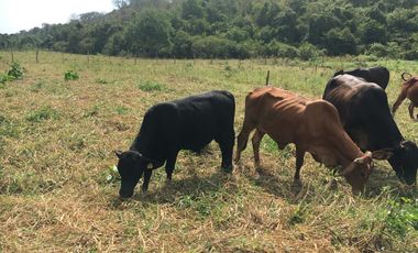 HACIENDA-PENINSULA DE SANTA ELENA LAS BALSAS