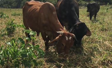 HACIENDA-PENINSULA DE SANTA ELENA LAS BALSAS