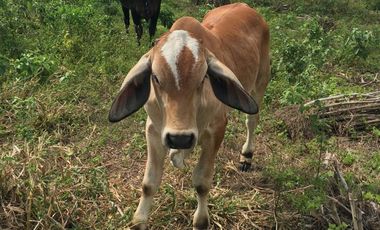 HACIENDA-PENINSULA DE SANTA ELENA LAS BALSAS