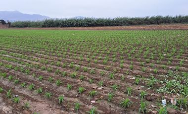 VENDO 𝙏𝙀𝙍𝙍𝙀𝙉𝙊 CHACRA CERRO – 𝙐𝙍𝘽. 𝙀𝙇 𝘿𝙀𝙍𝘽𝙔 EN 𝘾𝘼𝙍𝘼𝘽𝘼𝙔𝙇𝙇𝙊