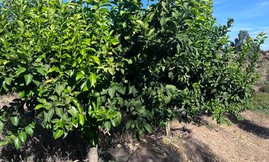 Exclusiva parcela de 6.125 m² en Parcelación  Codigua – Melipilla