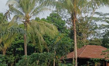 Di Jual tanah beserta Rumah kayu 1 lantai 3 kamar tidur dengan luas tanah 5500 meter di serang banten kota