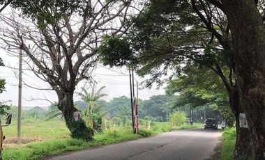 TANAH MURAH 1479m2 TEPI JALAN RAYA ONGGORAWE SAYUNG DEMAK