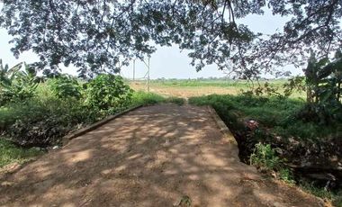 TANAH MURAH 1479m2 TEPI JALAN RAYA ONGGORAWE SAYUNG DEMAK