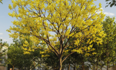 TERRENO EN VENTA ZONA ANDARES EN PASEO DE GRACIA