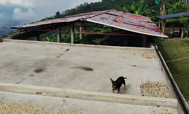 espectacular finca en venta filadelfia caldas
