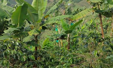 espectacular finca en venta filadelfia caldas