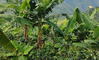 espectacular finca en venta filadelfia caldas