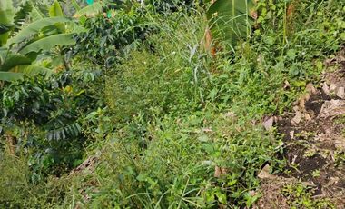 espectacular finca en venta filadelfia caldas