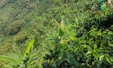 espectacular finca en venta filadelfia caldas