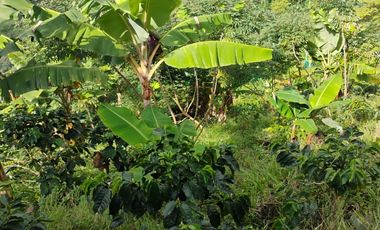 espectacular finca en venta filadelfia caldas