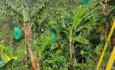 espectacular finca en venta filadelfia caldas