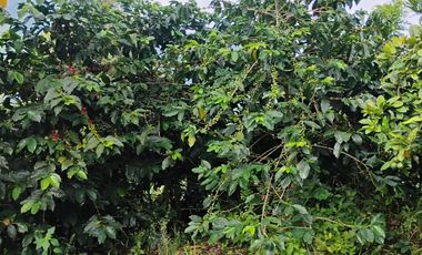 espectacular finca en venta filadelfia caldas