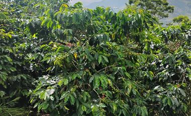 espectacular finca en venta filadelfia caldas
