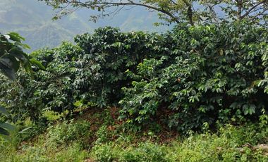 espectacular finca en venta filadelfia caldas