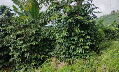 espectacular finca en venta filadelfia caldas