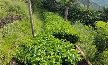 espectacular finca en venta filadelfia caldas