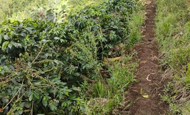 espectacular finca en venta filadelfia caldas