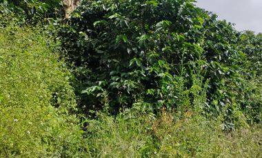 espectacular finca en venta filadelfia caldas