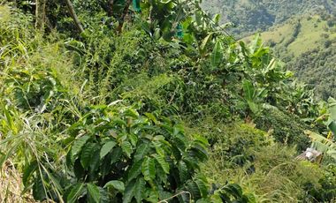 espectacular finca en venta filadelfia caldas