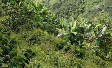 espectacular finca en venta filadelfia caldas