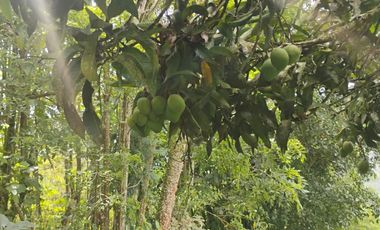 espectacular finca en venta filadelfia caldas